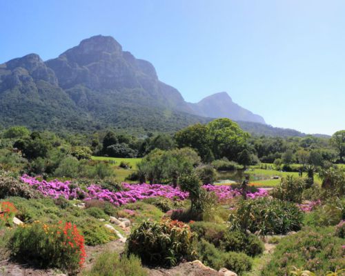 Kirstenbosch botanische tuinen Kaapstad