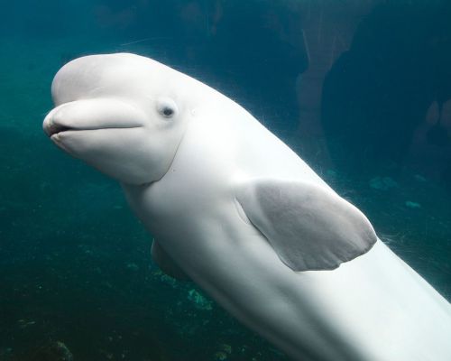Witte dolfijn (Beloega) -  tot 7 m lang en 2000 kg