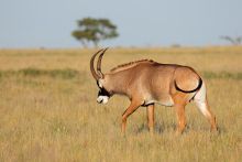 Antelope Kruger Park