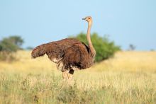 Struisvogel Kruger Park