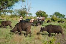 Waterbuffels Kruger Park