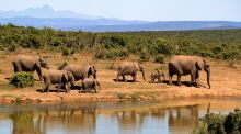 kudde olifanten bij een meer