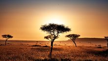 savanne zuid afrika