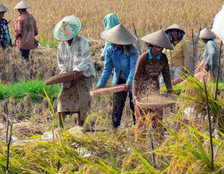 Rijst werkers in Bali