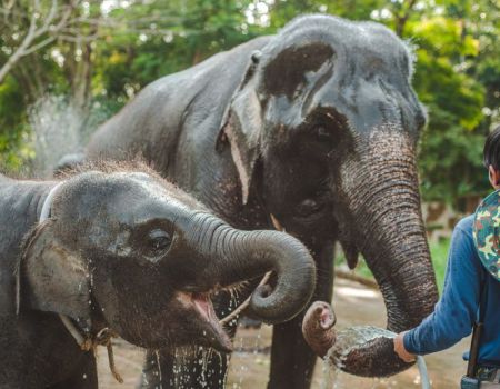 olifanten voeren in thailand