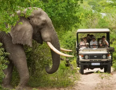 safari jeep met olifant