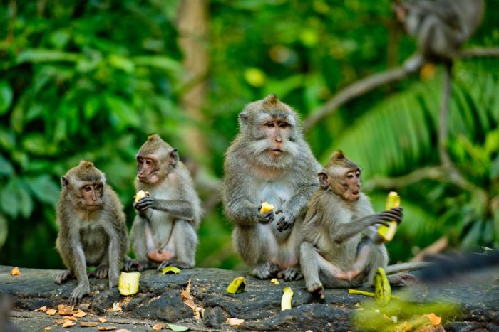 Apen in Monkey Forest op Bali