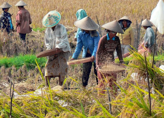Rijstboeren (Petani padi)