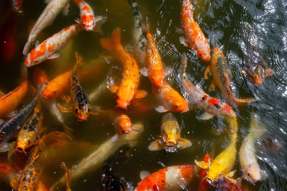 Talrijke koi karpers in de waterpartijen van de tempels