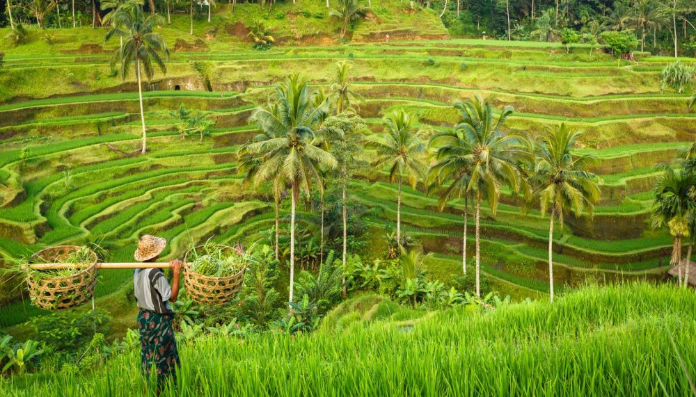 Rijstvelden met terrassen op Bali