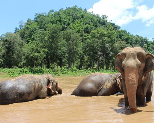 Olifanten hebben een spirituele betekenis voor de Thai