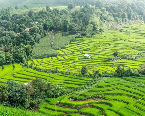 Rijstvelden in Chiang Mai zijn in terrasvorm aangelegd om water vast te houden en erosie te voorkomen