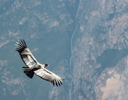 condor