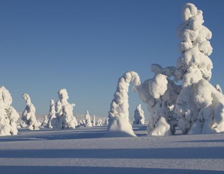 Winters landschap Finland