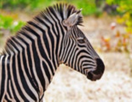 zebra