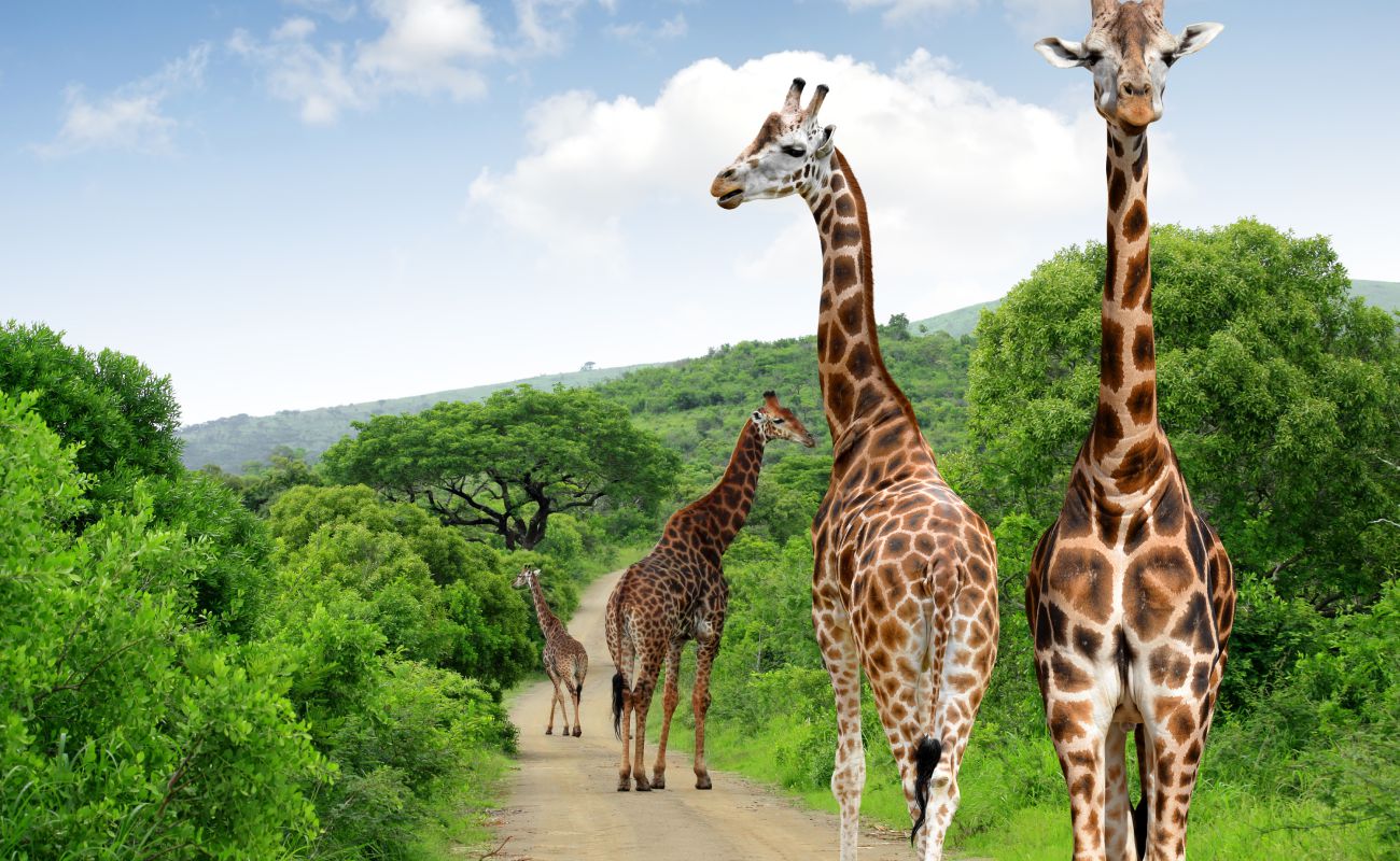 Chiraffen Kruger Park