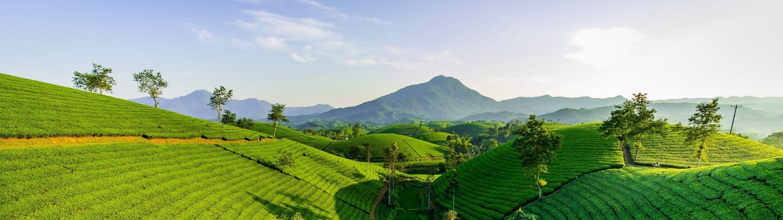 Theevelden in Vietnam - landschapsfoto